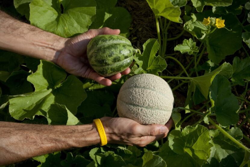 Two varieties of Italian melons are among the plants watered by drip irrigation.
