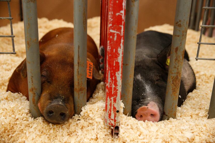 Two pigs get some rest at the Collin County Junior Livestock Association's annual Collin...