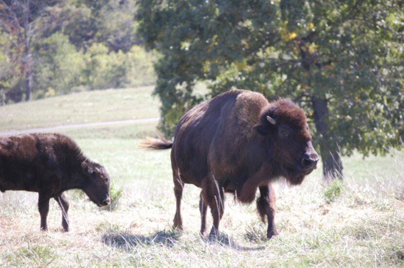 A mother and baby bison at Dogwood Canyon. BASSPROSHOPS Email: traceydteo@yahoo.com Phone:...