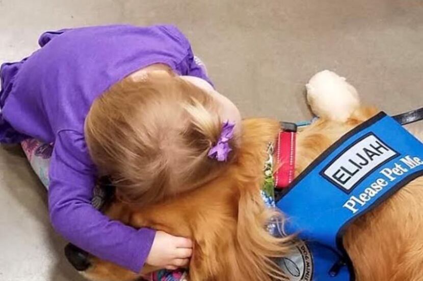 El Paso shooting survivors and their families got a visit from a group of comfort dogs,...