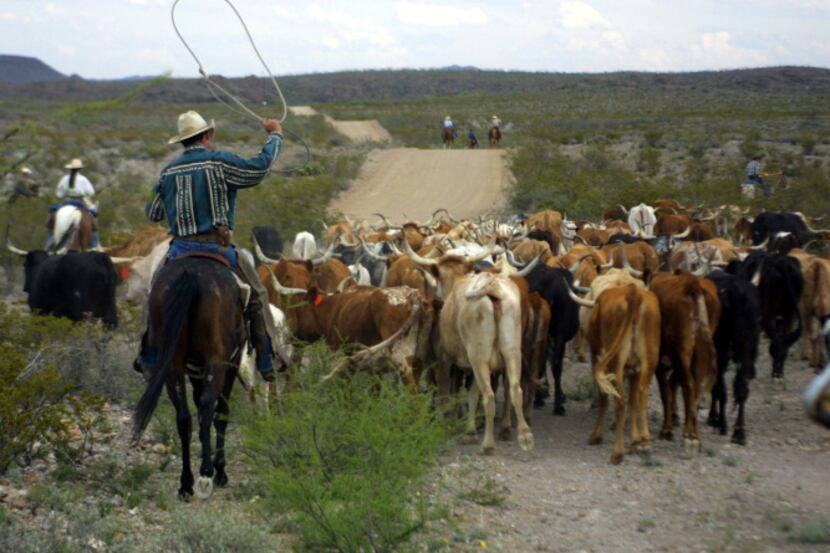 A wrangler uses his rope to hurry longhorn cattle along on an 8 mile round-up at Big Bend...