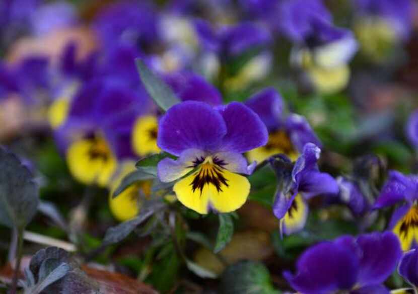 
A velocity lemon and plum picotee viola shows off its bright colors. 
