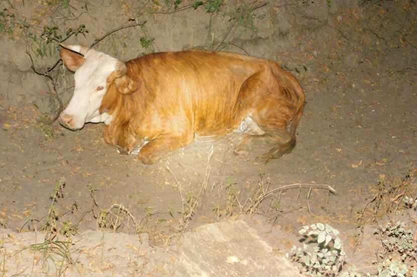 The starving cows were taken to a nearby veterinary clinic after their rescue.
