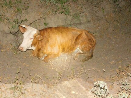 The starving cows were taken to a nearby veterinary clinic after their rescue.