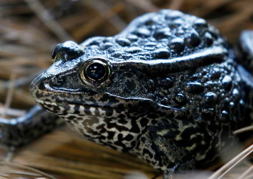 A gopher frog is seen at the Audubon Zoo in New Orleans. 