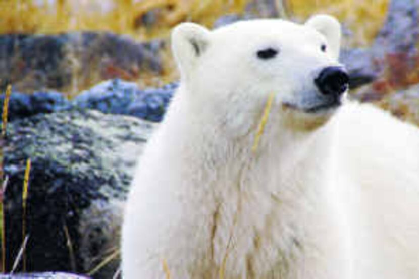  Close-up views of polar bears in the wild are common at the Seal River Heritage Lodge in...