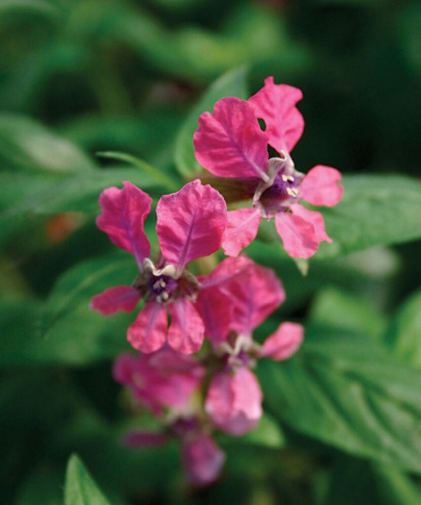 Cuphea 'Flamenco Tango'