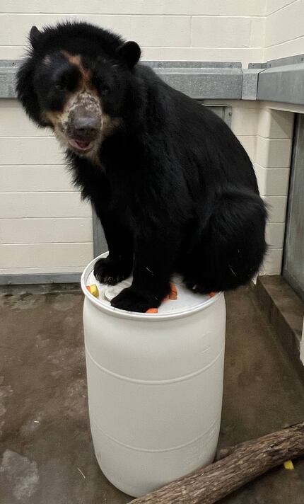 4-year-old Andean bear Ben sits on top of his favorite barrel. Ben escaped his habitat at...