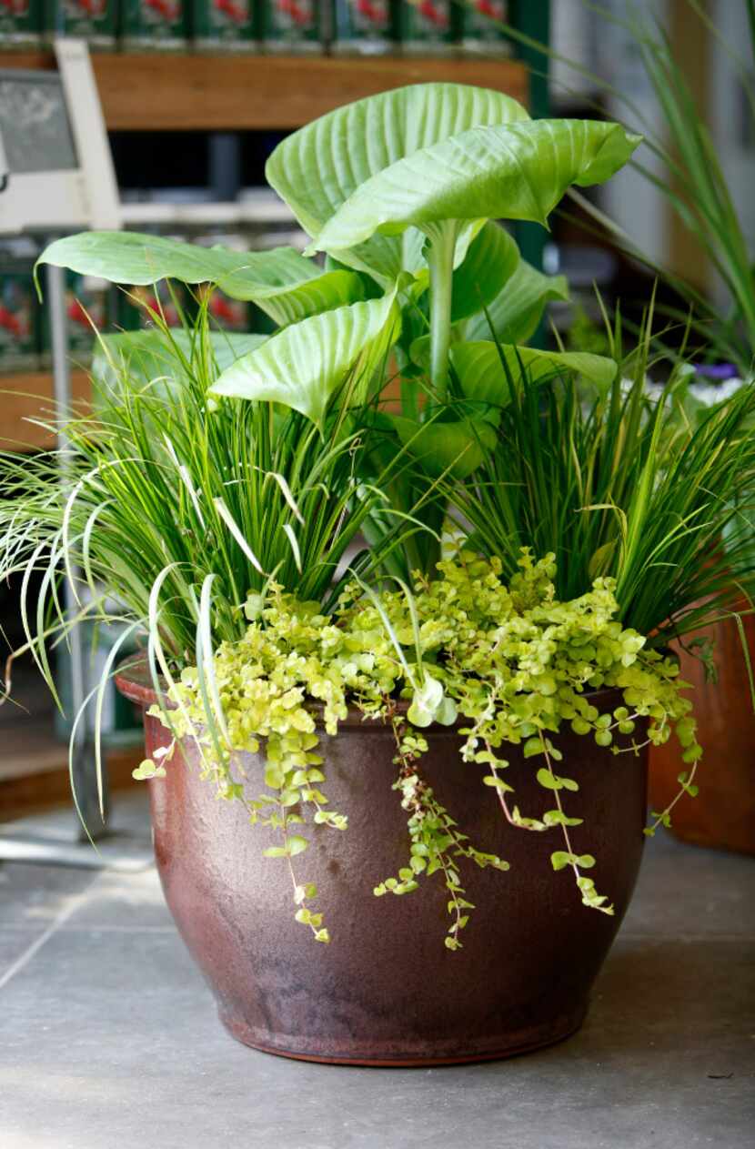 P. Allen Smith says you can create a stunning container arrangement by picking a dominant...