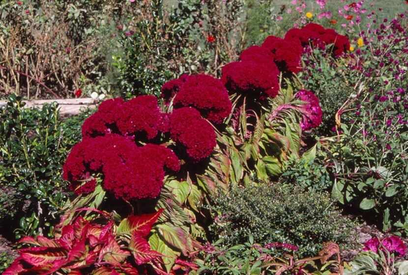 Some plants such as cockscomb are grown and prized for their development of exotic fasciation.