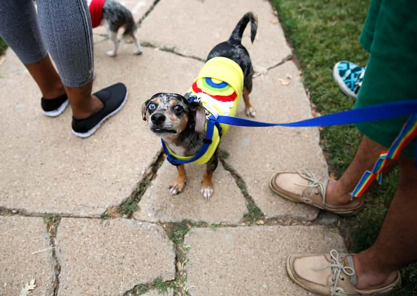 Loky the Chiweenie, decked out in a rainbow shirt, was among the Dallas Pride parade's pooches.