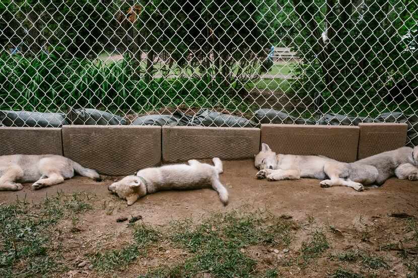 We all need naps, these Canadian wolf pups included.