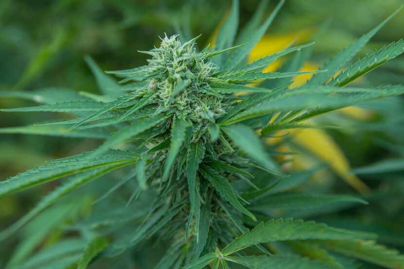 Delta-8 es un cannabinoide que se extrae de la planta de cannabis, con más frecuencia del...
