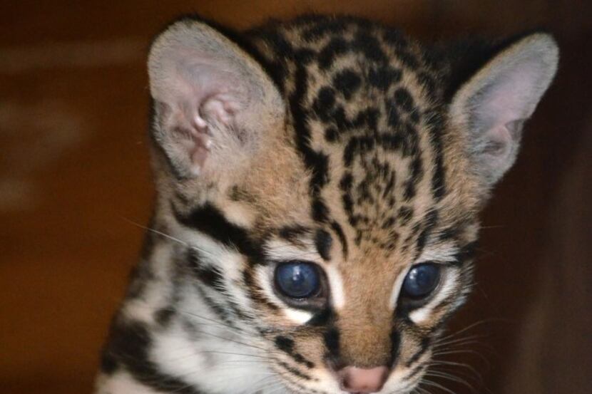  The ocelot kitten born at the Dallas Zoo on March 20. (Courtesy: The Dallas Zoo)
