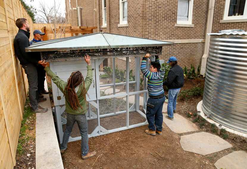 John Ramos (right) and his crew install a palatial, pre-built chicken coop in the backyard...