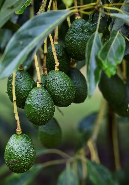 An avocado orchard in Michoacan state, Mexico, on October 18. (AFP/Ronaldo Schemidt/Getty...