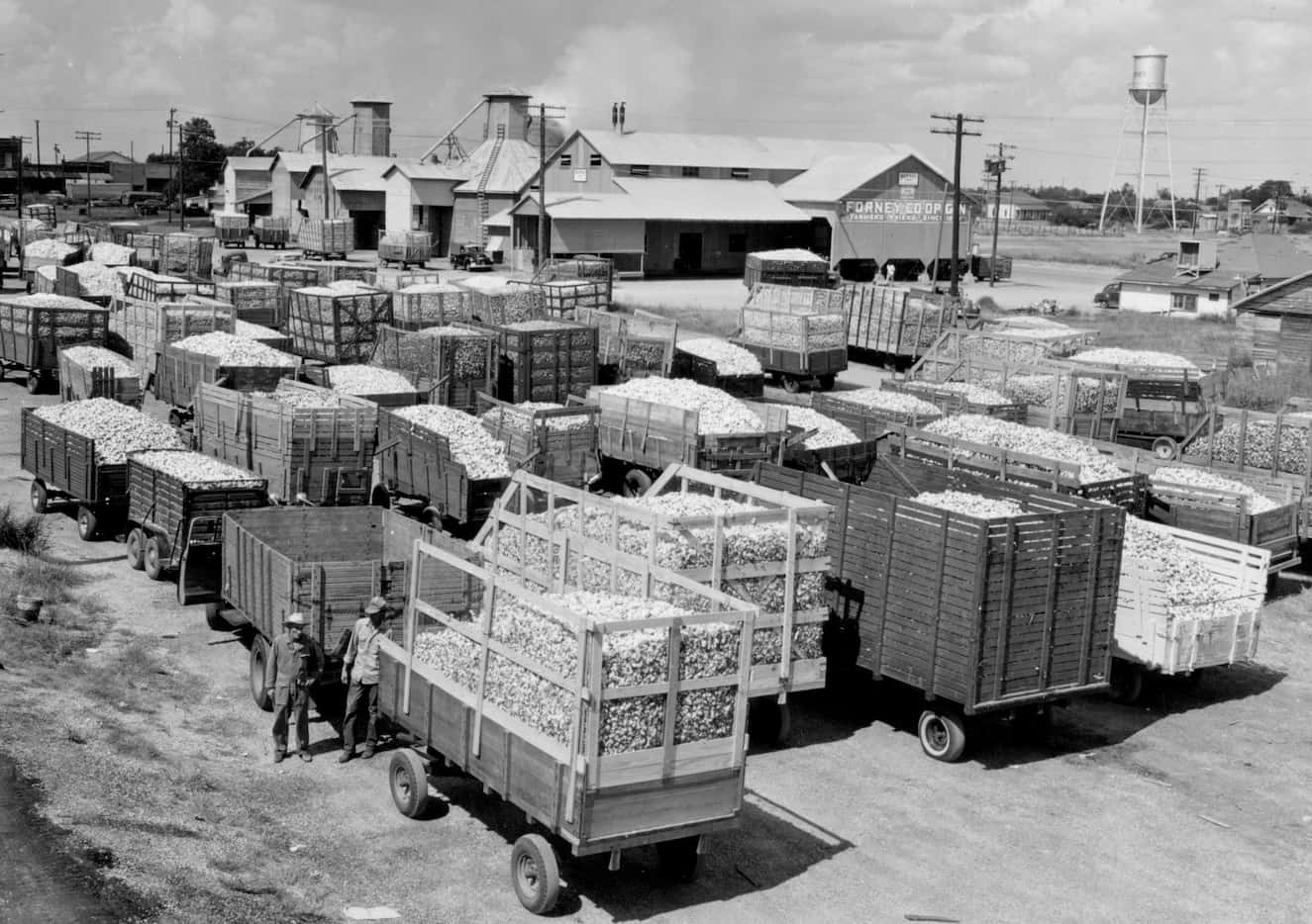 In 1958, farmers with trailers full of cotton line up outside the Forney Cotton Gin, which...