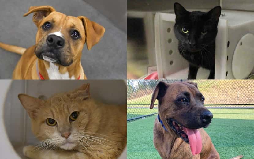 Dogs and cats up for adoption through Dallas Animal Services