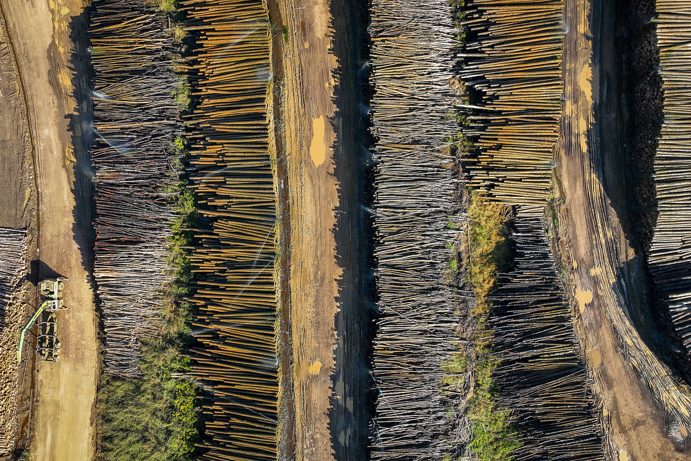 Rows of logs await processing at the Ward Timber mill on Tuesday, Oct. 15, 2024, in Linden,...