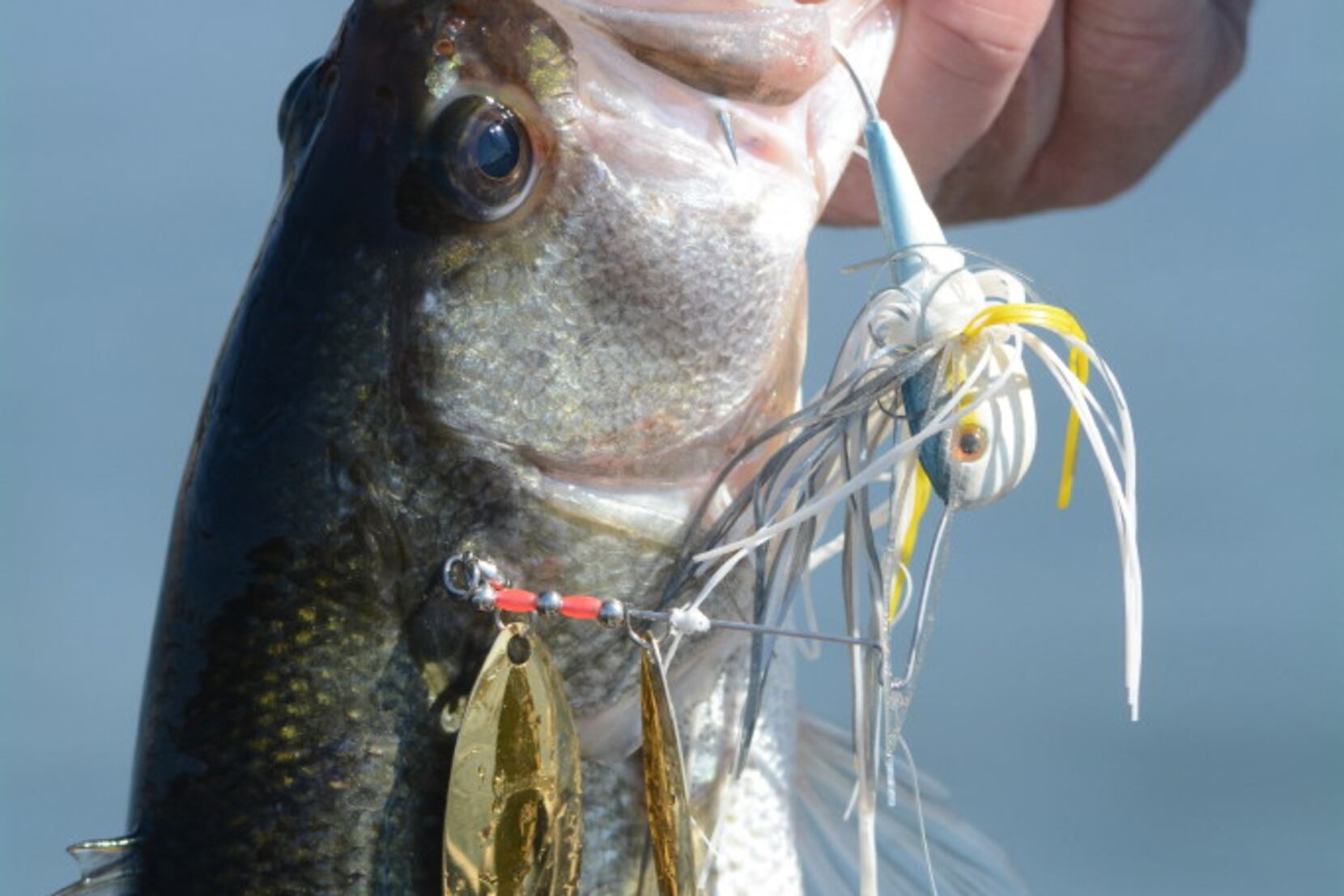 When using spinnerbaits, it seems like fish are always biting