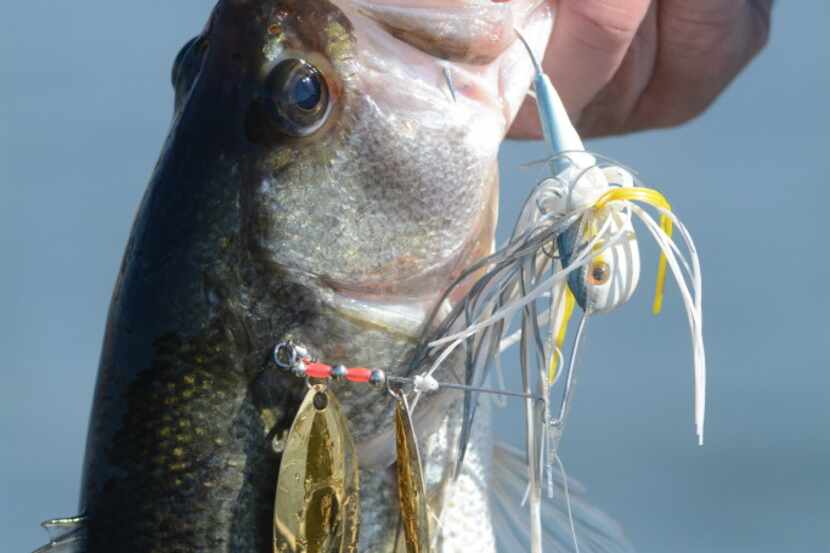 The flash and vibrations created by a spinnerbait mimics the movements of 
bait fish....