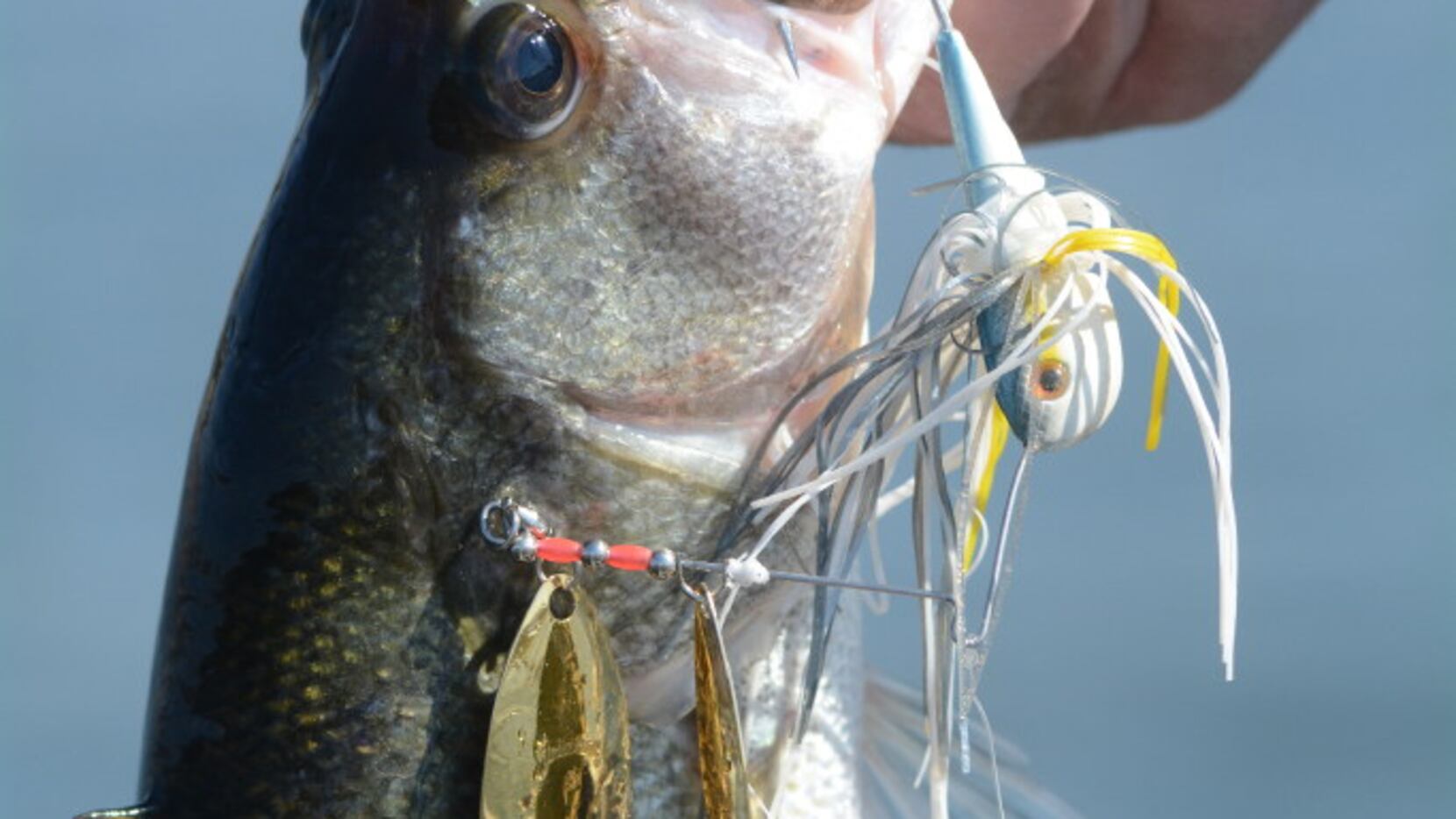 BODY MIND SCULPTOR Shop Holiday Deals on Fishing Lures & Baits