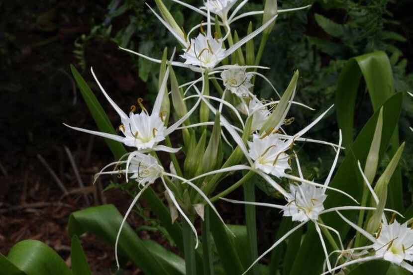 
Traub’s spider lily (Hymenocallis traubii) is one of Logan Calhoun's discoveries shared...