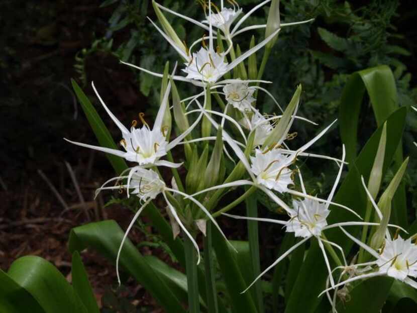 
Traub’s spider lily (Hymenocallis traubii) is one of Logan Calhoun's discoveries shared...