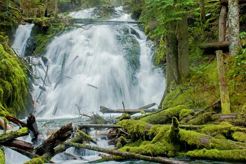 Little Zigzag Falls Trail is one of the best hiking trails for young families, with a...