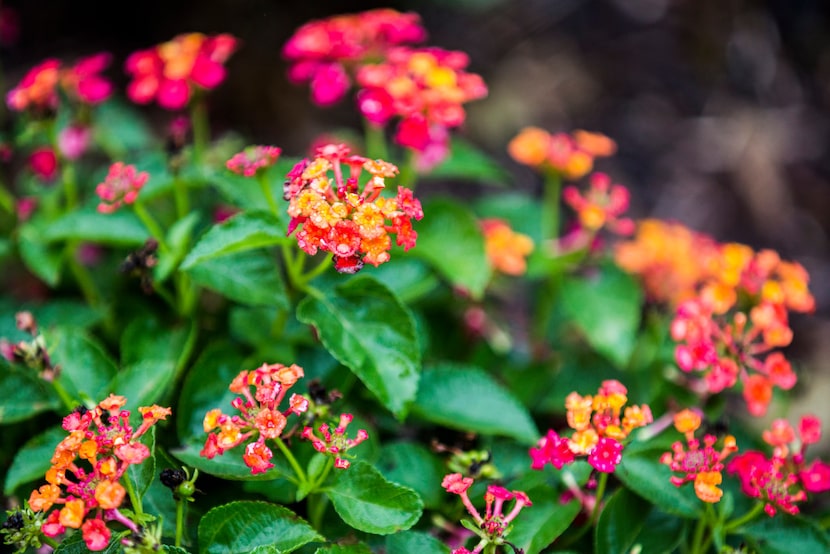 A Texas native lantana plant 