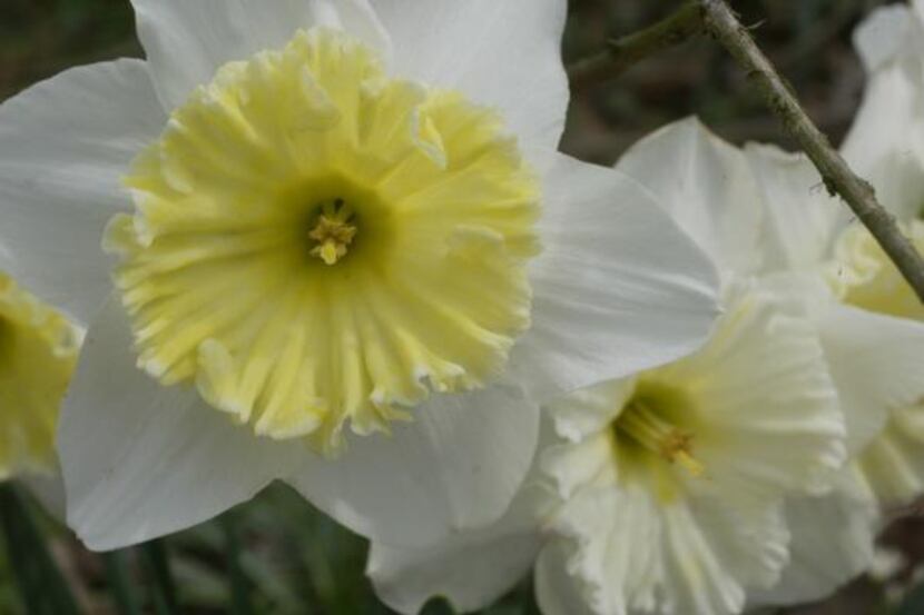 
This is the weekend for daffodils at the Dallas Arboretum. The Texas Daffodil Society will...