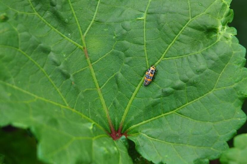 
Ladybug larvae eat garden pests. Know what they look like so you do not destroy them.
