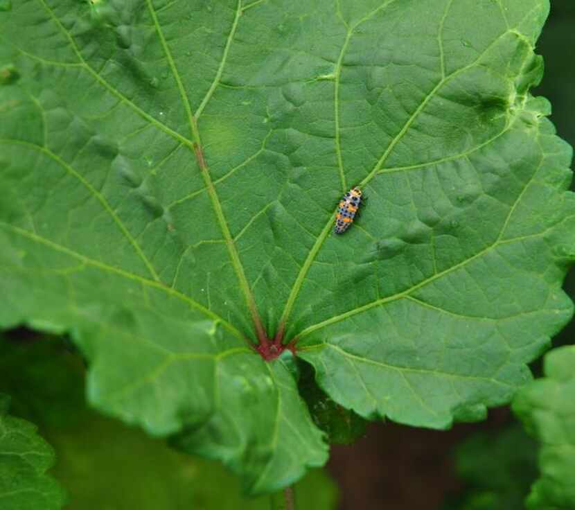 
Ladybug larvae eat garden pests. Know what they look like so you do not destroy them.
