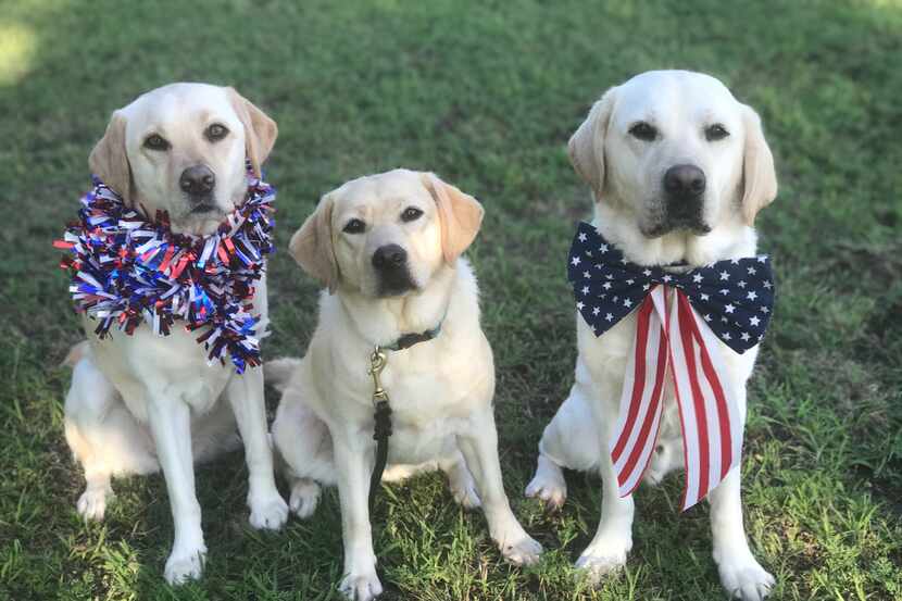 From left: Macy, the retired service dog who was pepper-sprayed in the face; Nova, the...