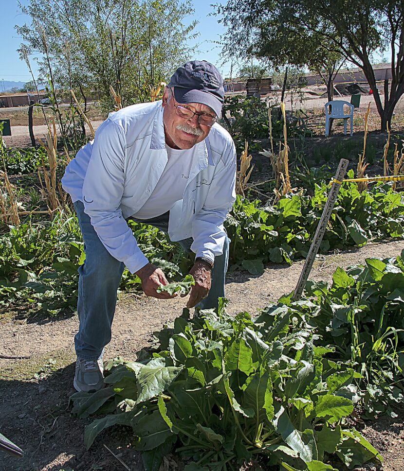 Roger Pfeuffer offers just-picked acelgas as part of a  Taste of History   tour of historic...