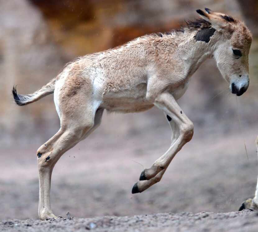 An onager foal leaps in its enclosure at the zoo in Hamburg, northern Germany on June 27,...