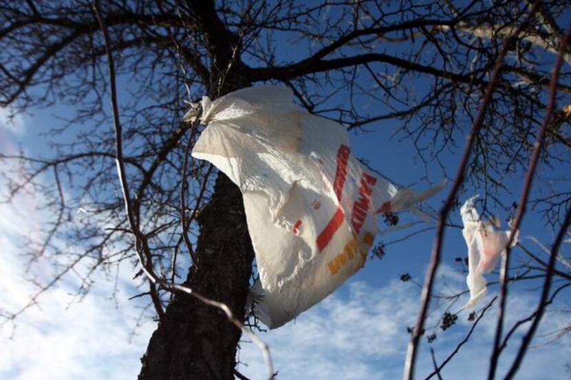
A plastic bag hangs in a Calment Avenue tree. Sewer and power lines are other haunts.
