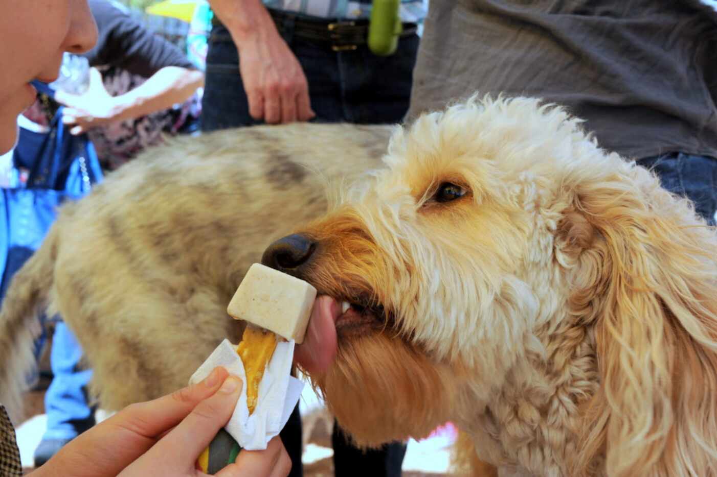 Nelson eats popsicles provided by Boo and Neo's Gourmet Barkery at Nelson the Golden Doodle...