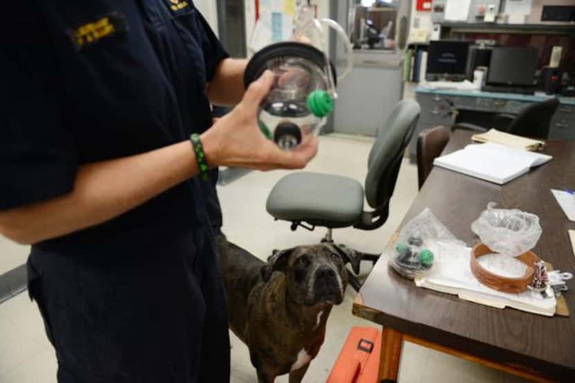 Lt. Patti Krafft holds a pet oxygen mask while standing beside Hula, a live find disaster...