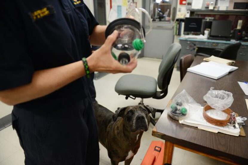 Lt. Patti Krafft holds a pet oxygen mask while standing beside Hula, a live find disaster...