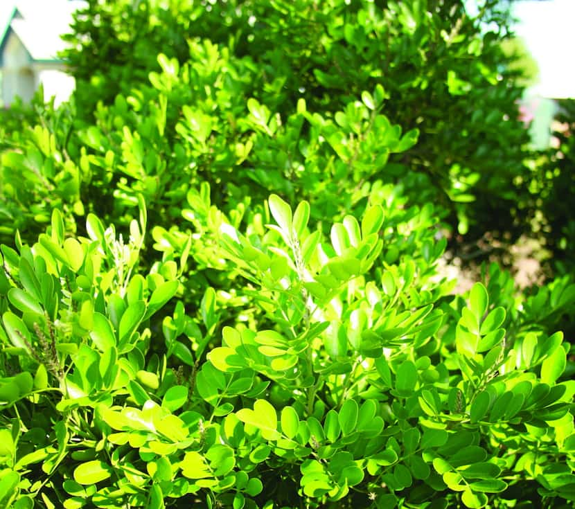 Texas mountain laurel 