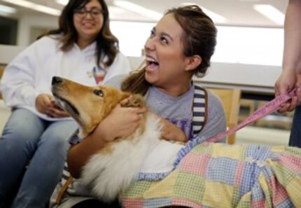  Julie Arellano, a student at Mountain View College, laughs as she pets Daisy, an...