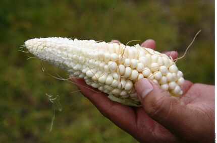 El gobierno mexicano impuso un arancel de 50% a la exportación de maíz blanco a fin de que...