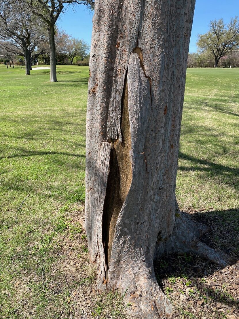 The freeze killed this lacebark elm tree. Lacebark elms aren't sturdy enough for North...