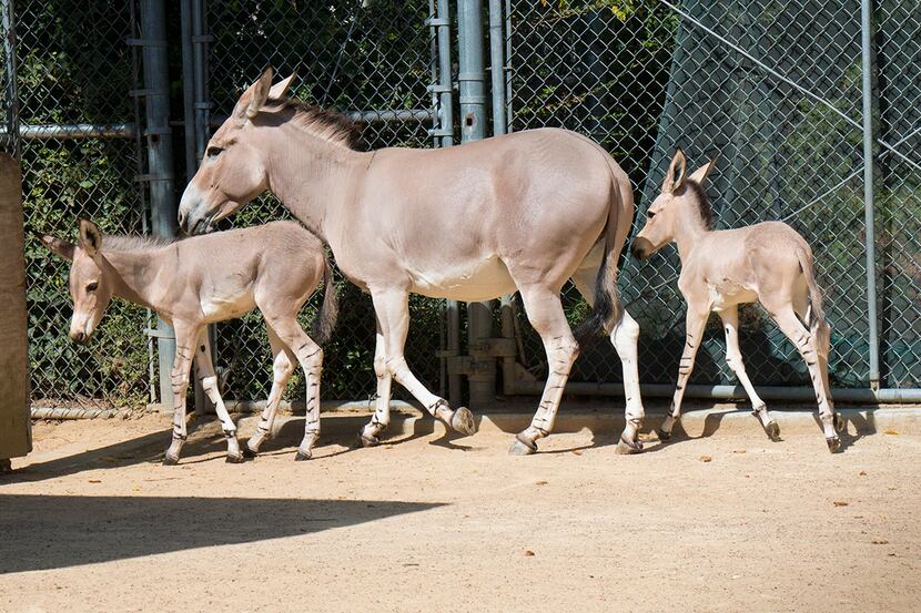 Naima, Hani and Kalila play in their behind-the-scenes exhibit at the Dallas Zoo. Kalila was...