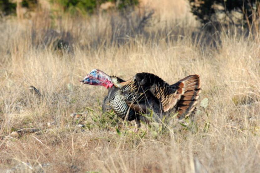 During the breeding season, male turkeys often form bonds with other males. In this photo...