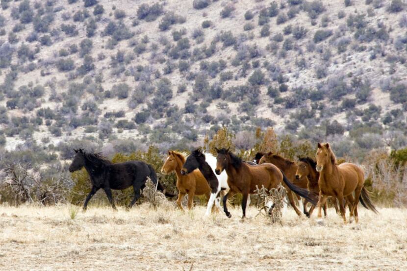 About 60 wild horses roam the 32 square mile Diamond Tail Ranch used by New Mexico Jeep Tours.