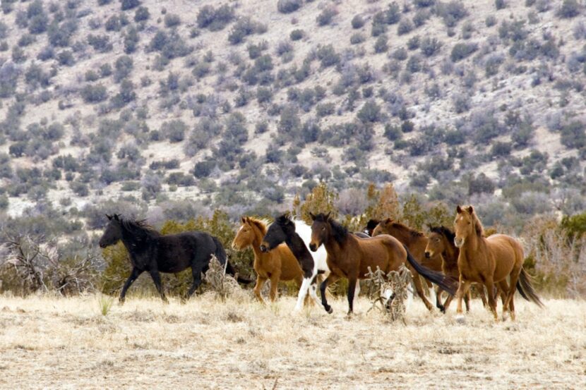 About 60 wild horses roam the 32 square mile Diamond Tail Ranch used by New Mexico Jeep Tours.