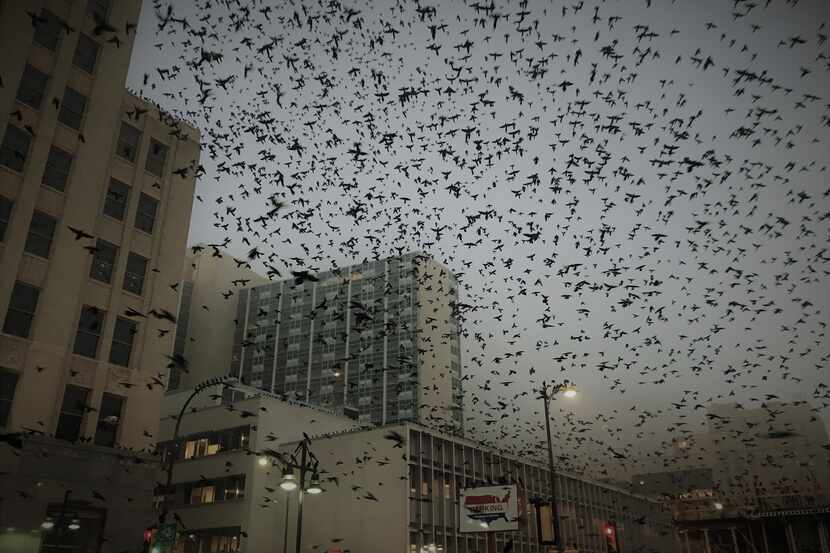 A flock of grackles take flight Wednesday morning in a foggy downtown Dallas.