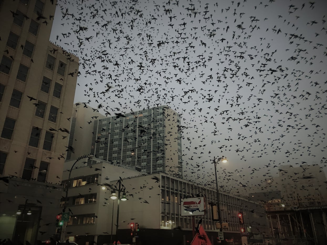 A flock of grackles take flight Wednesday morning in a foggy downtown Dallas